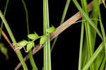 Slender woodland sedge